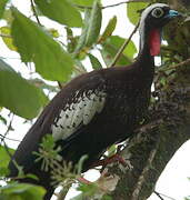 Black-fronted Piping Guan