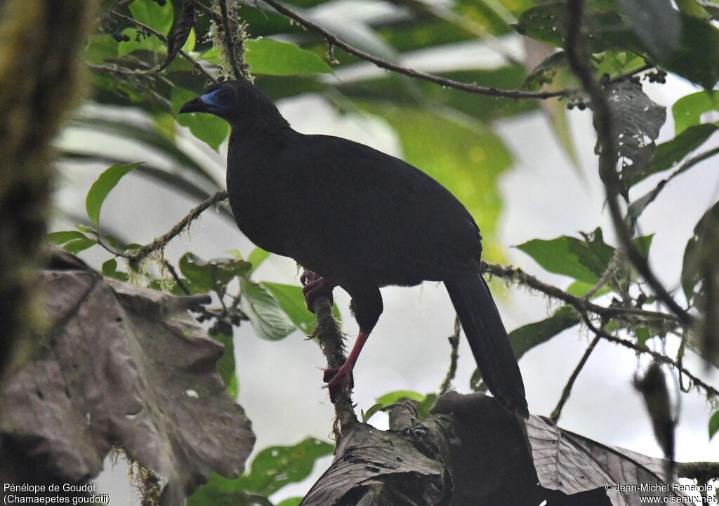 Sickle-winged Guan