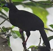 Sickle-winged Guan