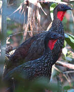 Spix's Guan