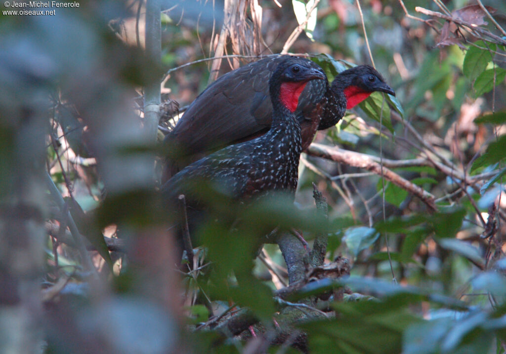 Spix's Guan