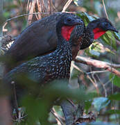 Spix's Guan