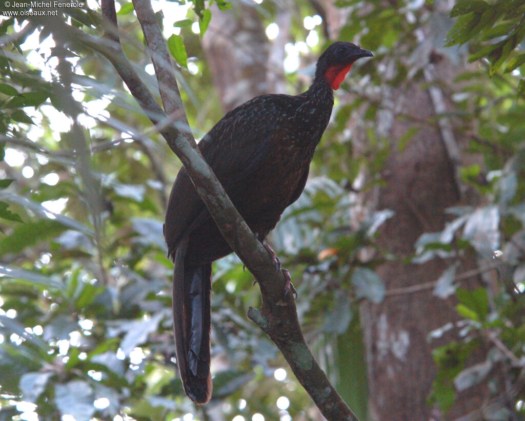 Spix's Guan