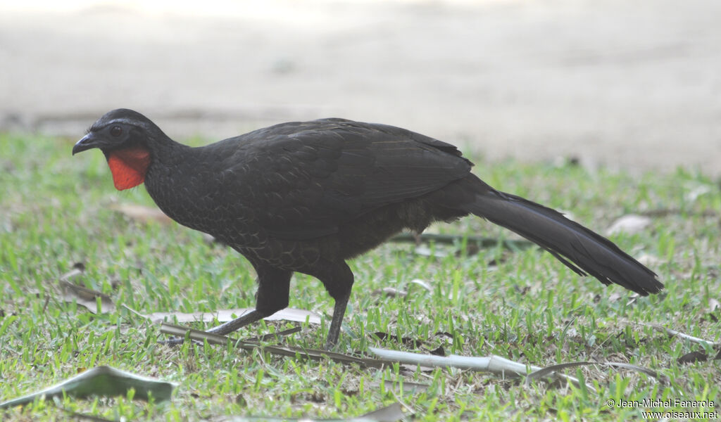 Rusty-margined Guan