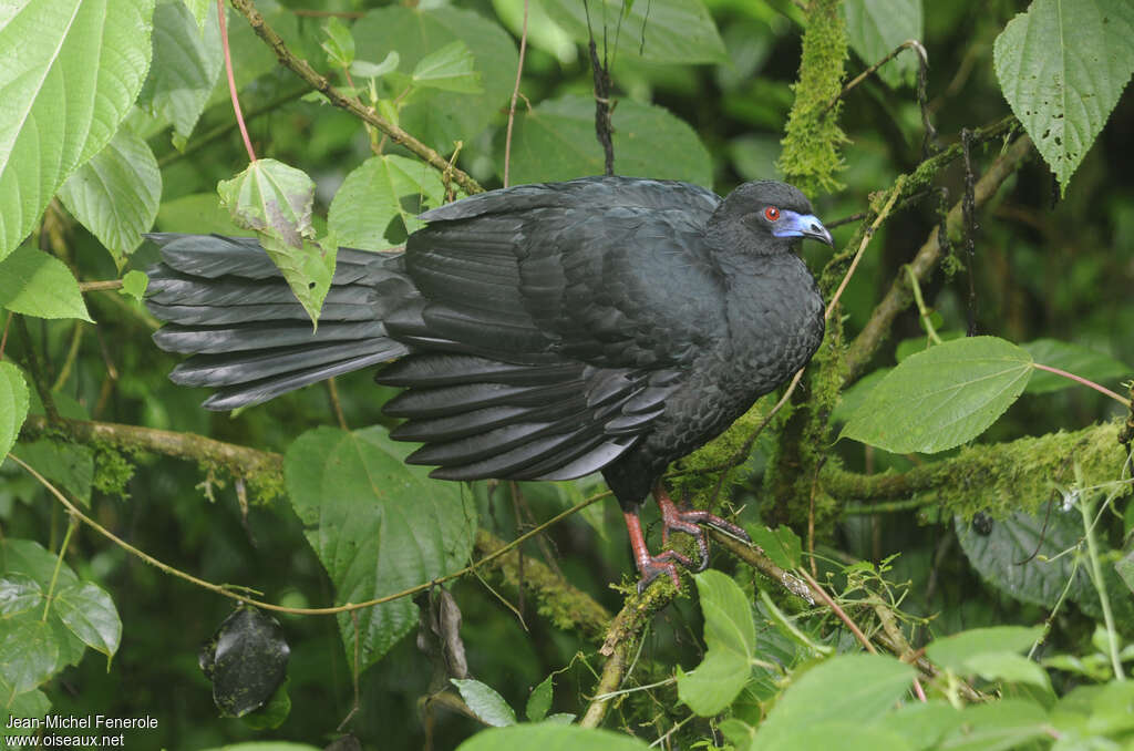 Black Guan, identification