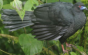 Black Guan