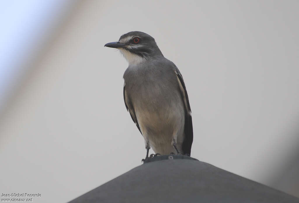 Grey Monjitaadult, close-up portrait