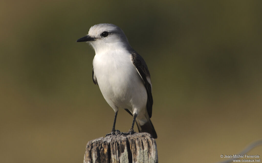 White-rumped Monjitaadult