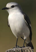 White-rumped Monjita