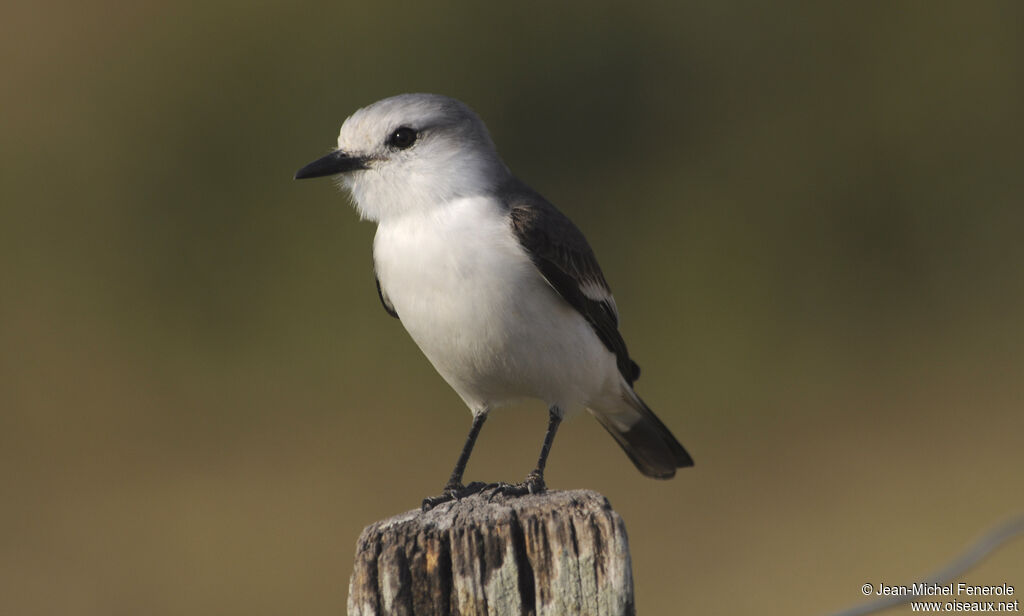 White-rumped Monjita