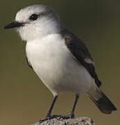 White-rumped Monjita