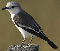 White-rumped Monjita