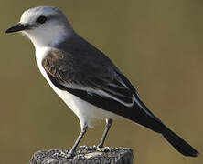 White-rumped Monjita