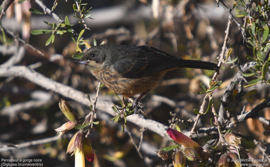 Black-throated Flowerpiercerimmature