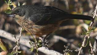 Black-throated Flowerpiercer