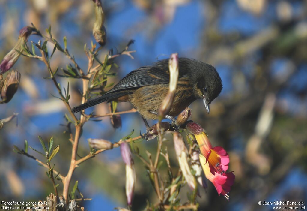 Black-throated Flowerpiercer