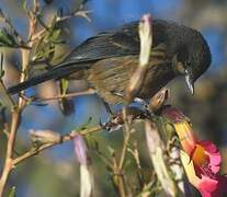 Black-throated Flowerpiercer