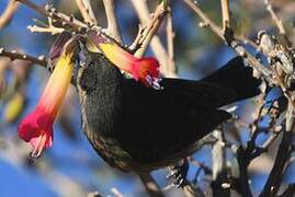 Black-throated Flowerpiercer