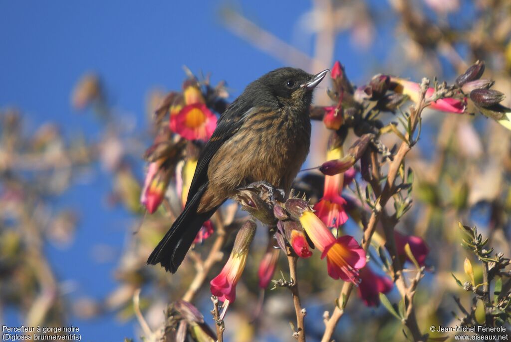 Black-throated Flowerpiercerimmature