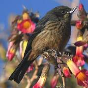 Black-throated Flowerpiercer