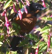 Black-throated Flowerpiercer