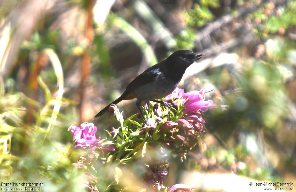 Grey-bellied Flowerpiercer