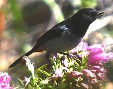 Grey-bellied Flowerpiercer