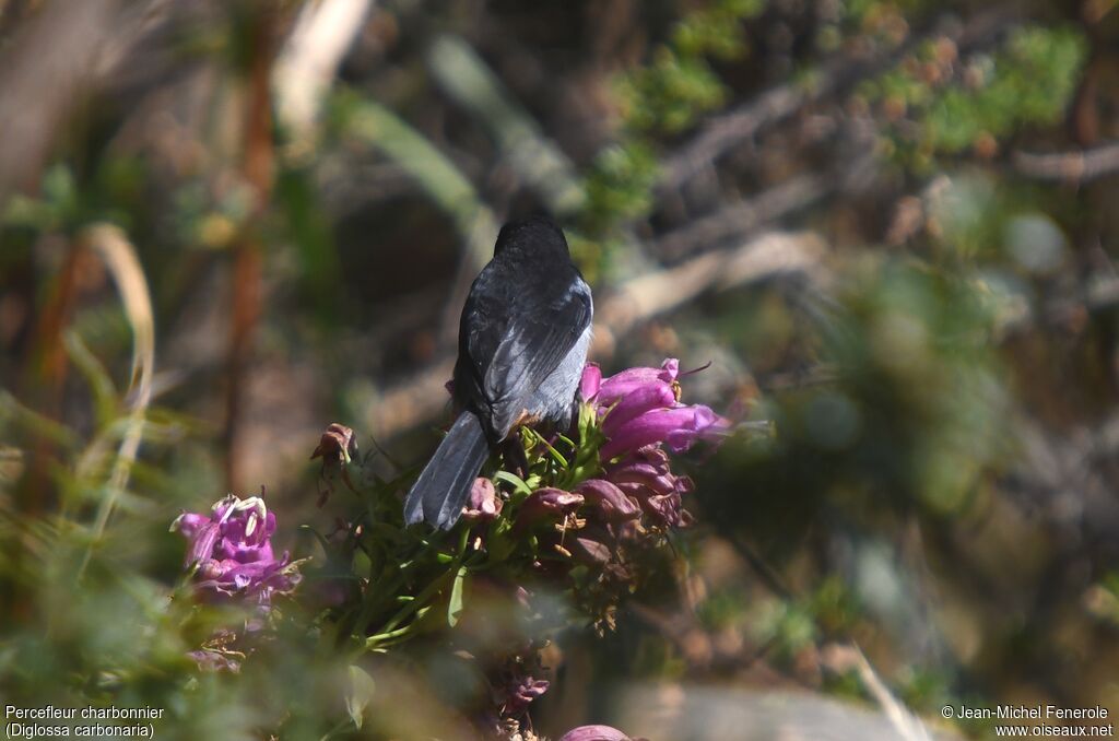 Grey-bellied Flowerpiercer