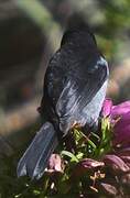 Grey-bellied Flowerpiercer