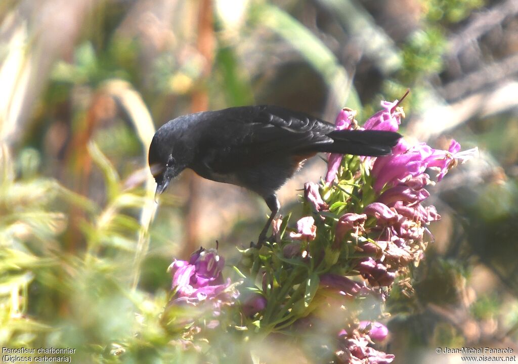 Grey-bellied Flowerpiercer