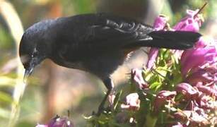 Grey-bellied Flowerpiercer