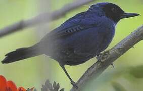 Masked Flowerpiercer