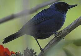 Masked Flowerpiercer