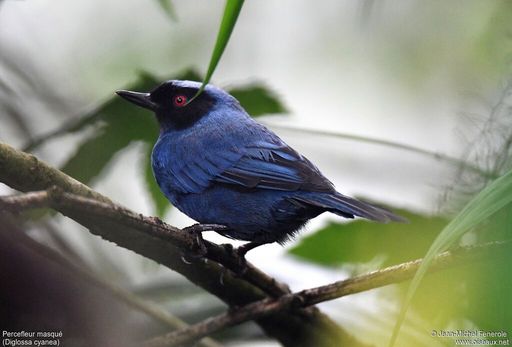 Masked Flowerpiercer