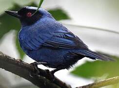 Masked Flowerpiercer