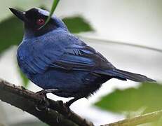 Masked Flowerpiercer