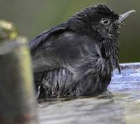 Black Flowerpiercer