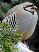 Chukar Partridge