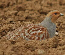 Grey Partridge