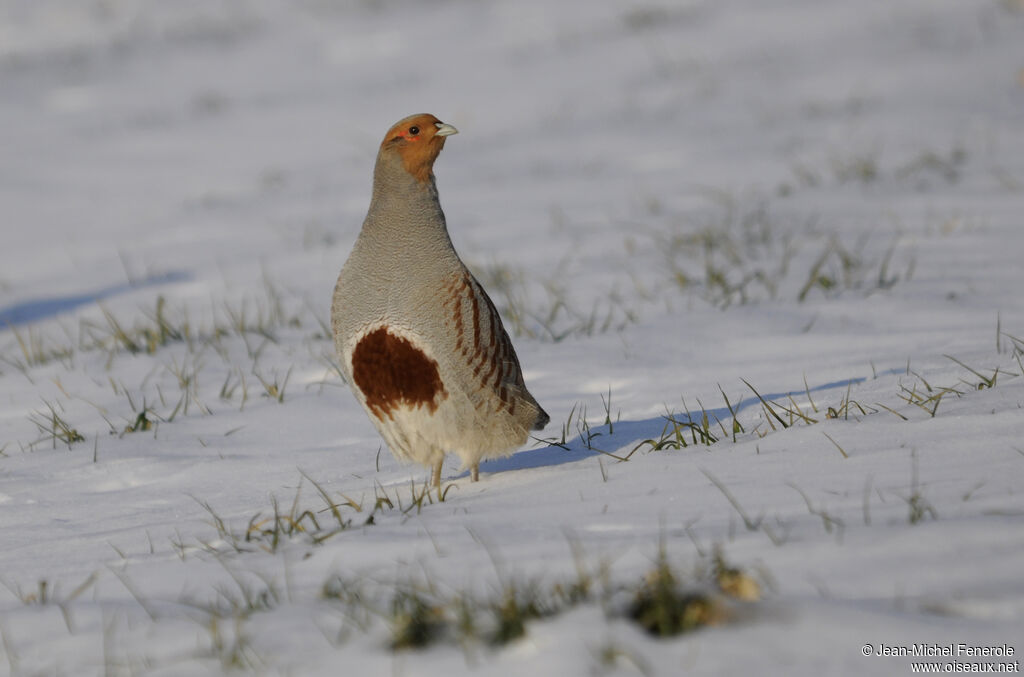 Grey Partridge