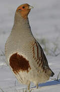 Grey Partridge