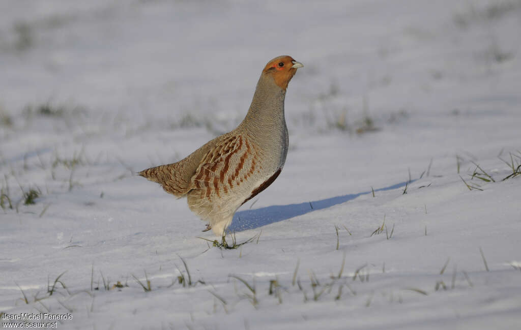 Grey Partridgeadult, identification