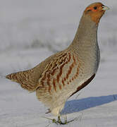 Grey Partridge