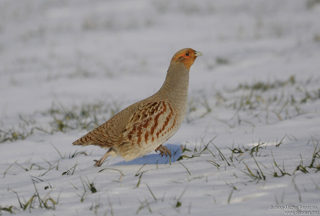 Grey Partridge