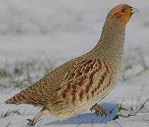 Grey Partridge