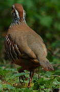 Red-legged Partridge