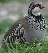 Red-legged Partridge