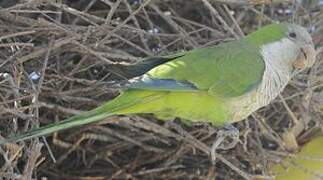 Monk Parakeet