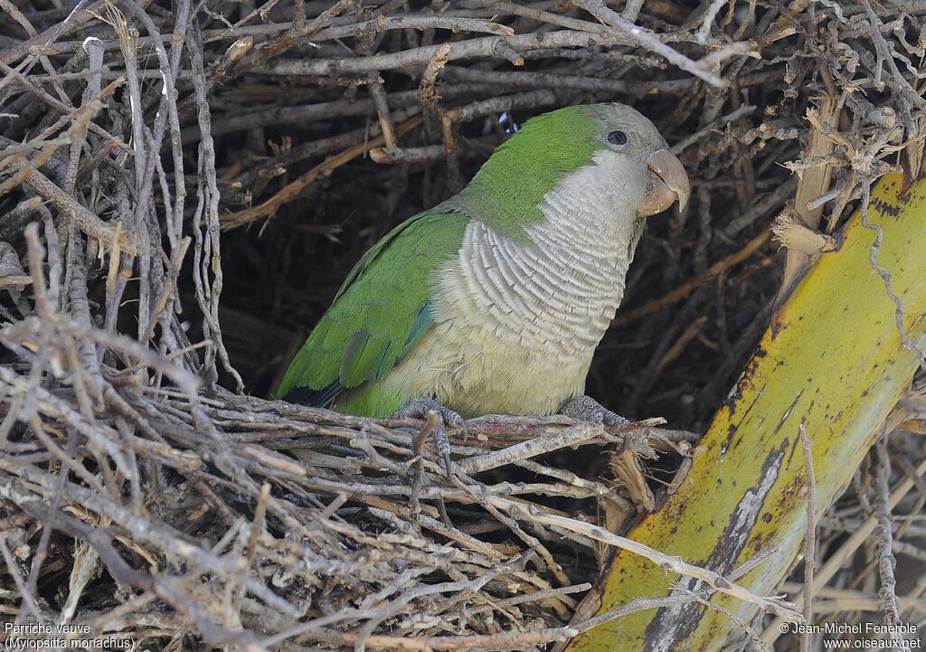 Monk Parakeet