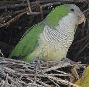 Monk Parakeet